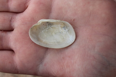 Venerupis galactites