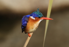 Malachite Kingfisher photo 3