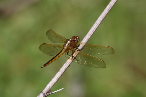 Needham's Skimmer photo 3