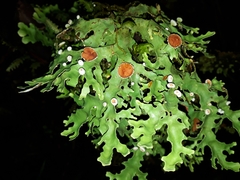 Pseudocyphellaria homoeophylla
