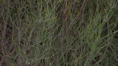 Baccharis notosergila