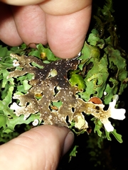 Pseudocyphellaria homoeophylla
