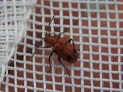 Neolema quadriguttata