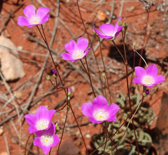 Calandrinia remota