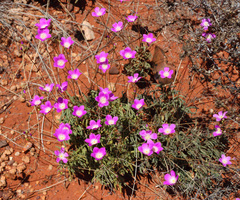 Calandrinia remota