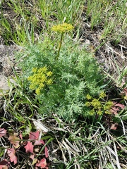 Lomatium grayi