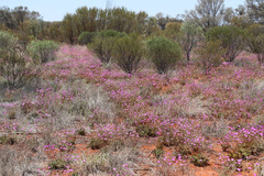 Calandrinia remota