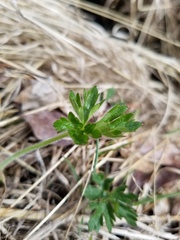 Ranunculus macounii