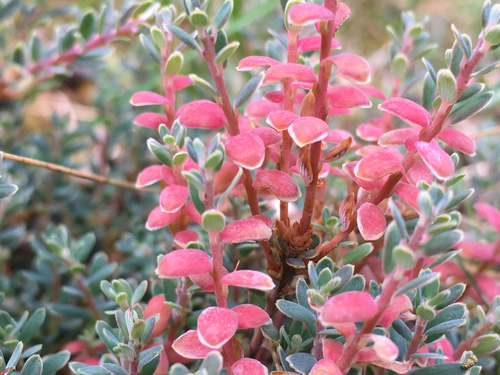 Representative image of Exobasidiales