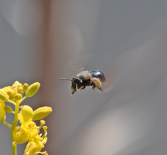 Andrena nigrocaerulea