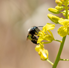 Andrena nigrocaerulea