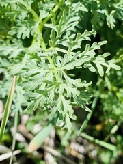 Lomatium grayi