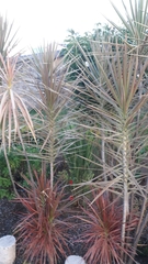 Dracaena reflexa angustifolia