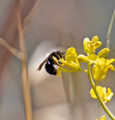 Andrena nigrocaerulea