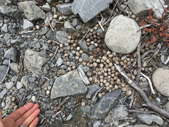 Oryctolagus cuniculus cuniculus