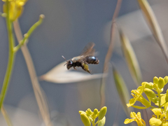 Andrena nigrocaerulea