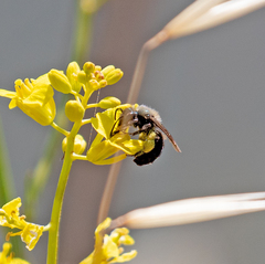 Andrena nigrocaerulea