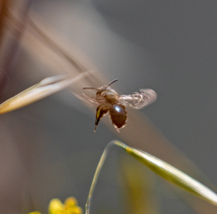 Andrena nigrocaerulea