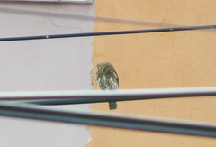 Glaucidium brasilianum