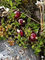 Coprosma atropurpurea