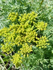 Lomatium grayi