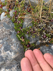 Coprosma atropurpurea