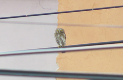 Glaucidium brasilianum