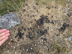 Oryctolagus cuniculus cuniculus