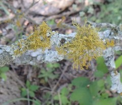 Teloschistes exilis