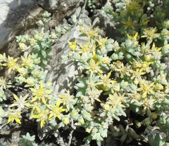 Sedum nuttallii