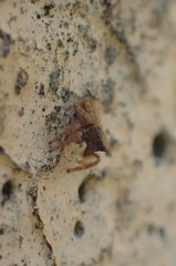 Carrhotus sannio