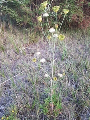 Trachymene composita