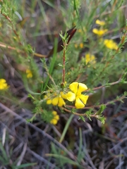 Hibbertia fasciculata