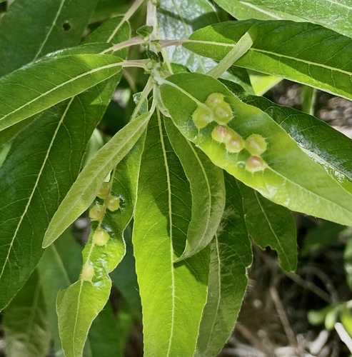 iNaturalist observation photo of Willow Apple Gall Sawfly