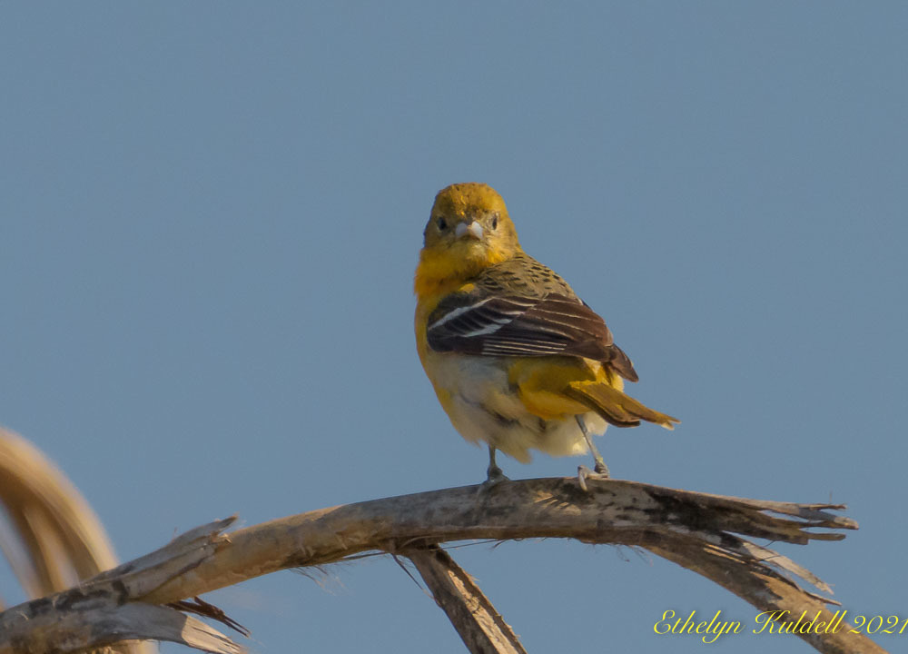 Perching Birds from 6801 County Rd 306, Brazoria, TX 77422, USA on