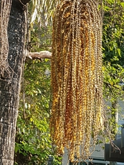 Caryota mitis