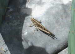 Schistocerca americana