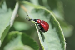 Merhynchites wickhami