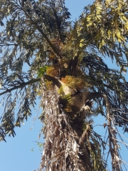 Caryota mitis