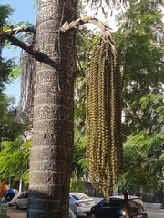 Caryota mitis