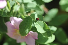 Merhynchites wickhami