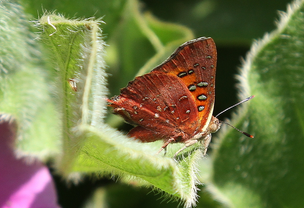 black-tipped scarlet