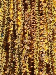 Caryota mitis