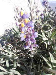 Lupinus misticola