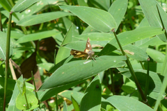 Dalla