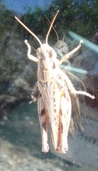 Melanoplus devastator