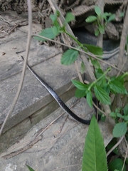 Coluber constrictor