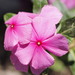 Madagascar Periwinkle - Photo (c) Sian Ka an, some rights reserved (CC BY-NC), uploaded by Sian Ka an