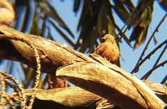 Columbina talpacoti