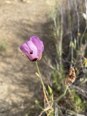 Calochortus splendens